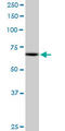 Myeloid Zinc Finger 1 antibody, LS-C198468, Lifespan Biosciences, Western Blot image 