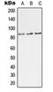 Tousled Like Kinase 1 antibody, orb215544, Biorbyt, Western Blot image 