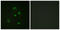 DNA Damage Inducible Transcript 3 antibody, LS-C198799, Lifespan Biosciences, Immunofluorescence image 