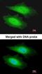 Protein Serine Kinase H1 antibody, orb73706, Biorbyt, Immunofluorescence image 