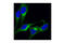 CLH1 antibody, 2410S, Cell Signaling Technology, Immunocytochemistry image 