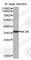 Melanocortin 3 Receptor antibody, A3011, ABclonal Technology, Western Blot image 