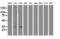Annexin A3 antibody, LS-C172374, Lifespan Biosciences, Western Blot image 