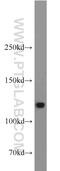 DEAH-Box Helicase 16 antibody, 11021-1-AP, Proteintech Group, Western Blot image 