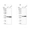 Tubulin Folding Cofactor B antibody, NBP1-85672, Novus Biologicals, Western Blot image 