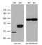 Argininosuccinate Lyase antibody, MA5-26708, Invitrogen Antibodies, Western Blot image 