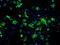 Fumarate Hydratase antibody, M02097-1, Boster Biological Technology, Immunofluorescence image 