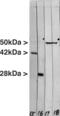 Actin Alpha 1, Skeletal Muscle antibody, MBS415295, MyBioSource, Western Blot image 