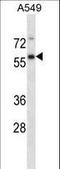 Ubiquitin Specific Peptidase 30 antibody, LS-C160473, Lifespan Biosciences, Western Blot image 