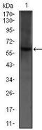 Calcium/calmodulin-dependent 3 ,5 -cyclic nucleotide phosphodiesterase 1B antibody, MA5-17147, Invitrogen Antibodies, Western Blot image 