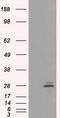 Prolactin antibody, LS-C114803, Lifespan Biosciences, Western Blot image 