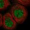 LIM Domain Binding 1 antibody, NBP1-85573, Novus Biologicals, Immunofluorescence image 