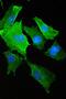 S100 Calcium Binding Protein A10 antibody, A02787-2, Boster Biological Technology, Immunofluorescence image 