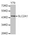 Solute Carrier Family 2 Member 1 antibody, abx002375, Abbexa, Western Blot image 