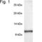 Phosphodiesterase 6G antibody, PA1-723, Invitrogen Antibodies, Western Blot image 