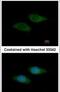 Syntrophin Beta 2 antibody, PA5-21990, Invitrogen Antibodies, Immunofluorescence image 