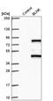 BLNK antibody, HPA038309, Atlas Antibodies, Western Blot image 