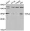 KIT Ligand antibody, STJ27639, St John