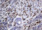 Transmembrane Protein 173 antibody, LS-C787365, Lifespan Biosciences, Immunohistochemistry paraffin image 