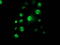 p53 antibody, LS-C172900, Lifespan Biosciences, Immunofluorescence image 