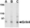 Inhibitor Of Nuclear Factor Kappa B Kinase Subunit Beta antibody, orb5519, Biorbyt, Western Blot image 