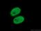 Tripartite Motif Containing 28 antibody, 66630-1-Ig, Proteintech Group, Immunofluorescence image 