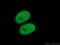 KAP-1 antibody, 66630-1-Ig, Proteintech Group, Immunofluorescence image 