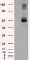 Lipase G, Endothelial Type antibody, CF501071, Origene, Western Blot image 