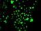CCAAT Enhancer Binding Protein Gamma antibody, orb373595, Biorbyt, Immunocytochemistry image 