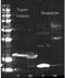 Streptavidin antibody, orb344714, Biorbyt, Western Blot image 