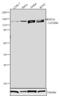 Ring Finger Protein 20 antibody, 720146, Invitrogen Antibodies, Western Blot image 