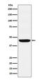 WD Repeat Domain 4 antibody, M10150-1, Boster Biological Technology, Western Blot image 