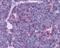 CD99 Molecule (Xg Blood Group) antibody, 48-999, ProSci, Immunohistochemistry frozen image 
