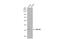 DnaJ Heat Shock Protein Family (Hsp40) Member B5 antibody, GTX119124, GeneTex, Western Blot image 