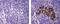 Insulin antibody, 14-9769-82, Invitrogen Antibodies, Immunohistochemistry frozen image 