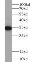 WD Repeat Domain 61 antibody, FNab09500, FineTest, Western Blot image 