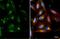 RAB6A, Member RAS Oncogene Family antibody, GTX635981, GeneTex, Immunofluorescence image 