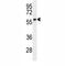 Cyclin B1 antibody, F41196-0.4ML, NSJ Bioreagents, Western Blot image 