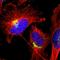 Zinc Finger Protein Like 1 antibody, HPA017347, Atlas Antibodies, Immunofluorescence image 