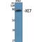 A-Kinase Anchoring Protein 17A antibody, LS-C386671, Lifespan Biosciences, Western Blot image 