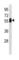 Carboxypeptidase Vitellogenic Like antibody, abx034695, Abbexa, Western Blot image 