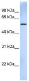 Tripartite Motif Containing 43 antibody, TA330499, Origene, Western Blot image 