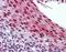Cystatin-beta antibody, orb95070, Biorbyt, Immunohistochemistry paraffin image 