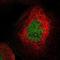 Serine/threonine-protein kinase Nek4 antibody, NBP1-82528, Novus Biologicals, Immunofluorescence image 