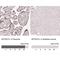 Methylenetetrahydrofolate Dehydrogenase (NADP+ Dependent) 1 Like antibody, NBP2-37864, Novus Biologicals, Immunohistochemistry paraffin image 