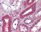Albumin antibody, ARP41746_P050, Aviva Systems Biology, Immunohistochemistry paraffin image 