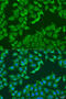 ArfGAP With Dual PH Domains 1 antibody, 19-390, ProSci, Immunofluorescence image 