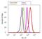 Alpha-1-antitrypsin antibody, GTX15777, GeneTex, Flow Cytometry image 