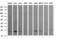 Ras-related protein Rab-24 antibody, LS-C174475, Lifespan Biosciences, Western Blot image 