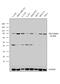 Calpain 1 antibody, MA1-12434, Invitrogen Antibodies, Western Blot image 